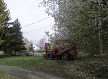 Cherry Blossoms, May 1